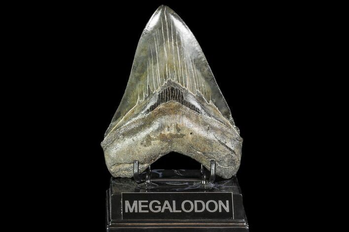 Serrated, Fossil Megalodon Tooth - Collector Quality #104558